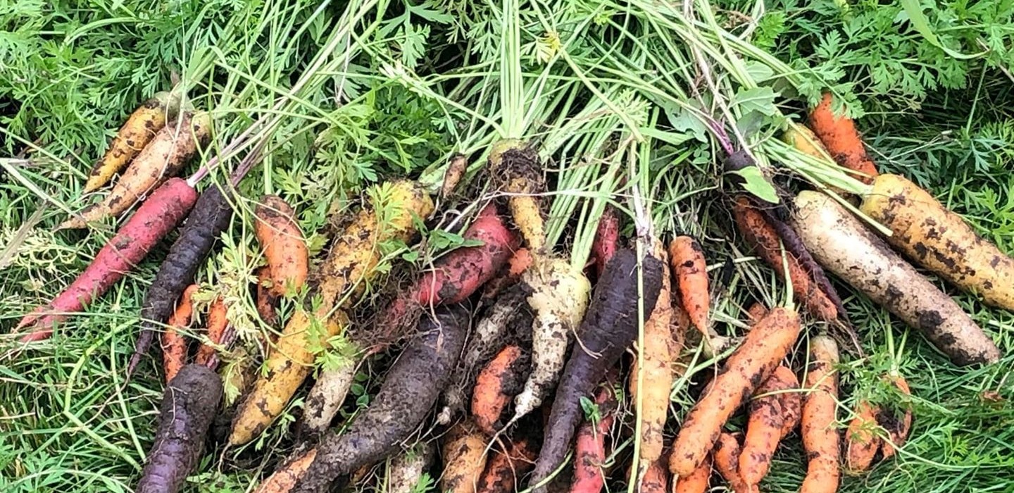 C'est loin d'être ennuyeux le potager